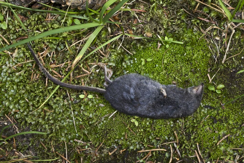 ID per favore. Sorex alpinus